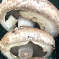 Portobello Mushroom