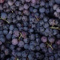 Black Grapes 500g Black Grapes 500g