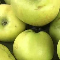 Cooking apples 500g Cooking apples 500g