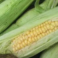 Corn on the cob x 1 Corn on the cob x 1