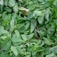 Fresh Mint 1 x Bunch Fresh Mint 1 x Bunch