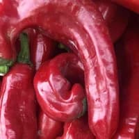 Jalapeno pepper x 2 Jalapeno pepper x 2