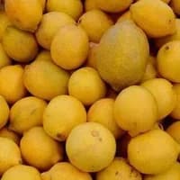 Lemons x 3 Lemons x 3