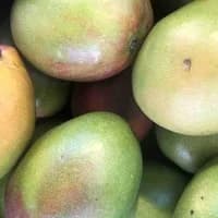 Mango Brazil x 1 Mango Brazil x 1