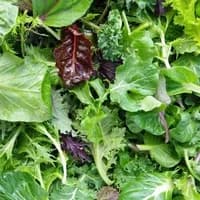 Mixed leaves 125g Mixed leaves 125g