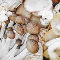 Mixed mushroom box Mixed mushroom box