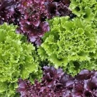 Oakleaf Lettuce small Oakleaf Lettuce small