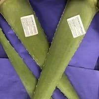 Organic Aloevera leaf Organic Aloevera leaf