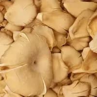 Oyster 200g Oyster 200g