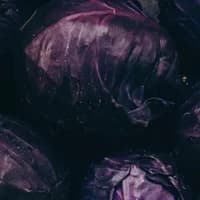 Purple Cabbage x 1 Purple Cabbage x 1
