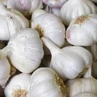 Spanish Garlic x 2 bulbs Spanish Garlic x 2 bulbs