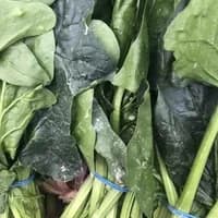 Spinach x 1 bunch Spinach x 1 bunch