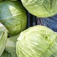 White Cabbage x 1 White Cabbage x 1