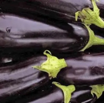 Aubergine x 1