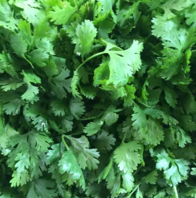 Flat Leaf Parsley x 1 bunch