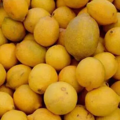 Lemons x 3