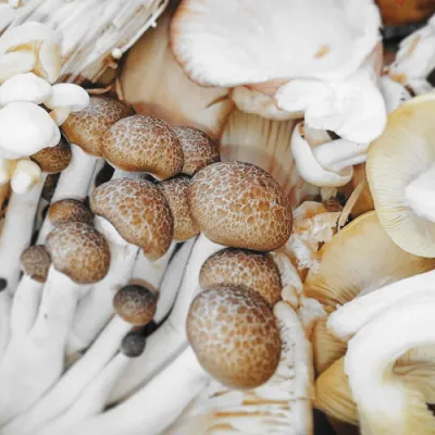 Mixed mushroom box