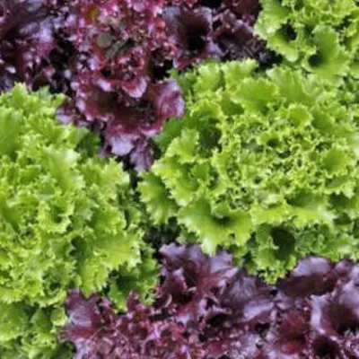 Oakleaf Lettuce large