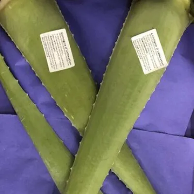 Organic Aloevera leaf