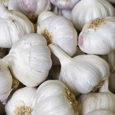 Spanish Garlic x 2 bulbs